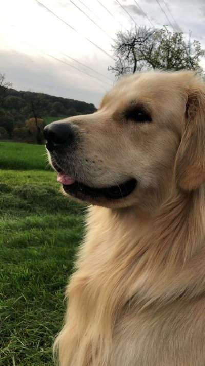 Wo sind die Golden Retriever Liebhaber?-Beitrag-Bild