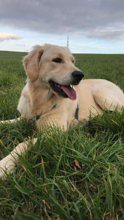 Wo sind die Golden Retriever Liebhaber?-Beitrag-Bild