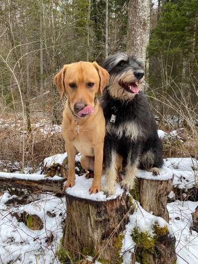 Dogorama Photo Challenge - Es wird nochmal kalt!-Beitrag-Bild