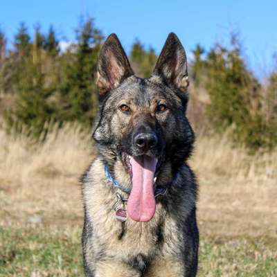 Hundetreffen-Gassirunde-Bild