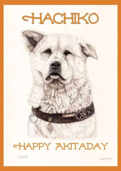 aktuelles Foto Gruppe Akita Inu / American Akita