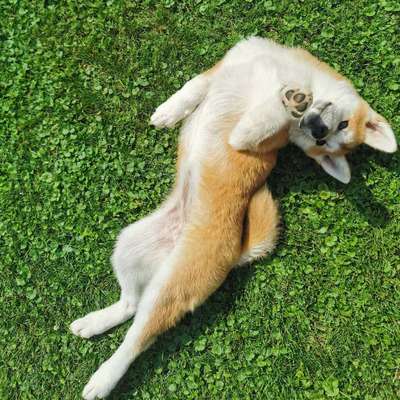 Nordische Hunde-Beitrag-Bild