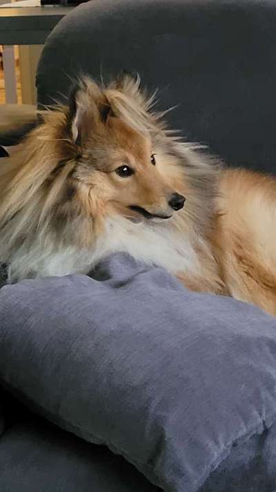 Wie kamst du zu deinem Hund?-Beitrag-Bild