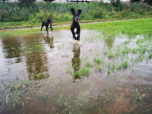 Foto Challenge Nr. 137 - Lass die Ohren fliegen-Beitrag-Bild