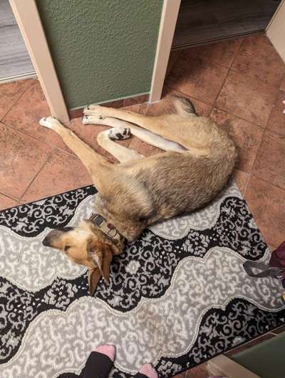 Hundetreffen-Gassi Treffen mit Luna, die noch viel lernen muss-Bild