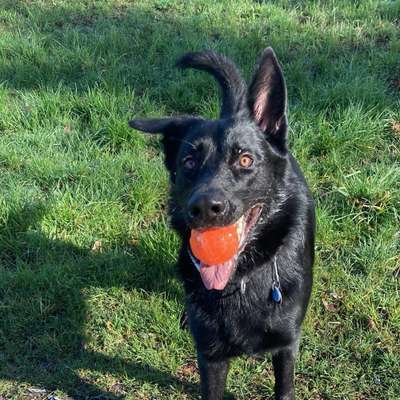 Hundetreffen-Mit Vollgas über‘n Acker-Bild