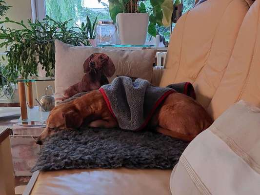 Wie kamst du zu deinem Hund?-Beitrag-Bild