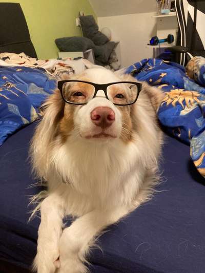 Zeigt mir die tollste Nahaufnahme von eurer Fellnase-Beitrag-Bild