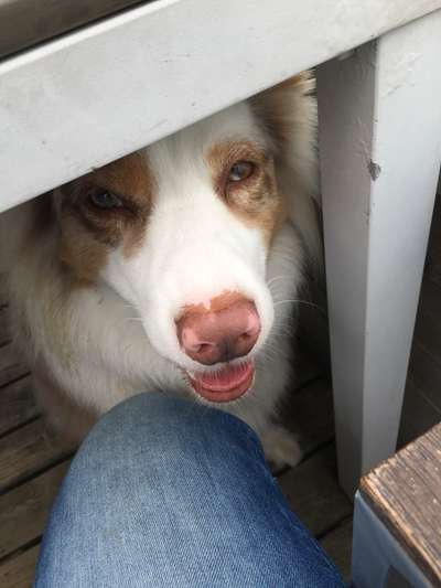 Zeigt mir die tollste Nahaufnahme von eurer Fellnase-Beitrag-Bild