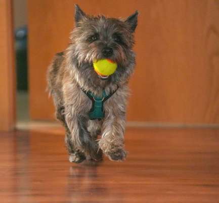 Hundetreffen-Junghund Hunderunde-Bild