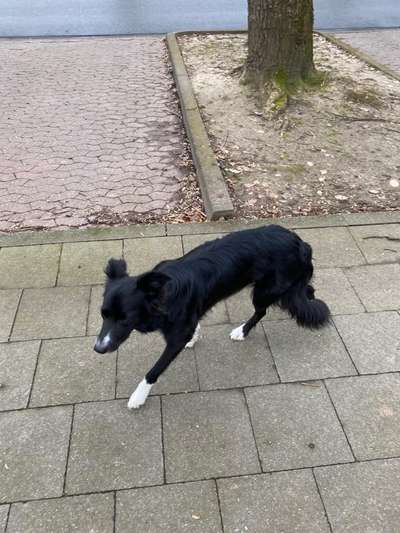 Mischlinge raten - Rätselspaß-Beitrag-Bild