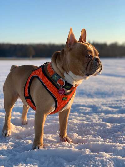 Die Dogorama Kalender Challenge Titelbild-Beitrag-Bild