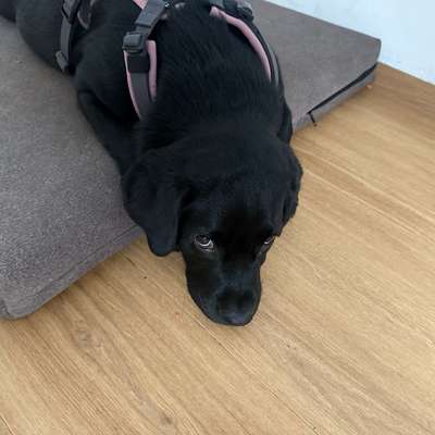 Hundetreffen-Gemeinsames spielen und Gassi gehen-Bild