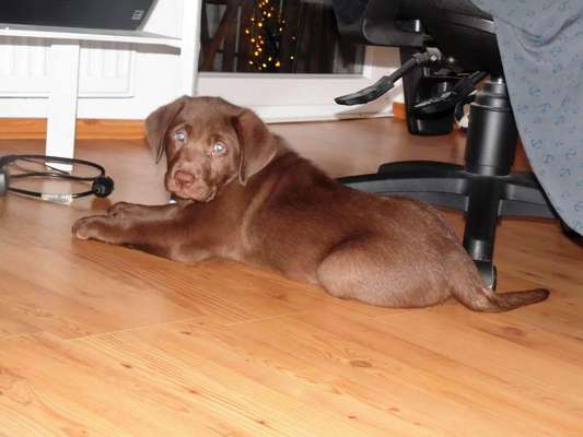 Welpen Bilder !-Beitrag-Bild