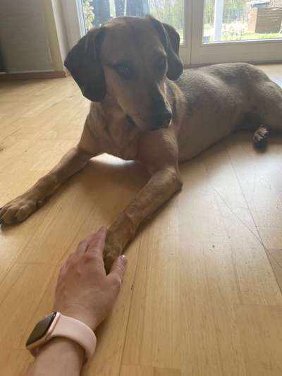 Rhodesian Ridgeback-Beitrag-Bild