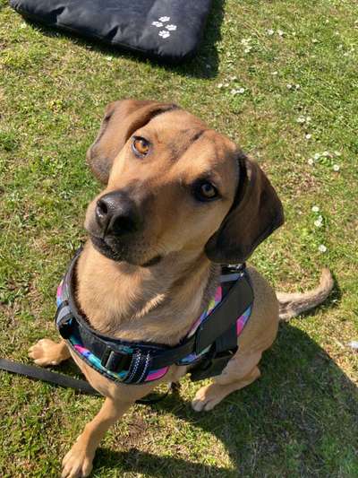 TierschutzhundeStammtisch🐕-Beitrag-Bild