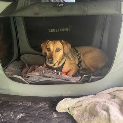 Tierschutzhund - Bellen bei Geräuschen im Treppenhaus-Beitrag-Bild