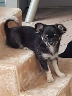 Welpen Bilder !-Beitrag-Bild