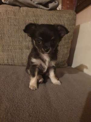 Welpen Bilder !-Beitrag-Bild