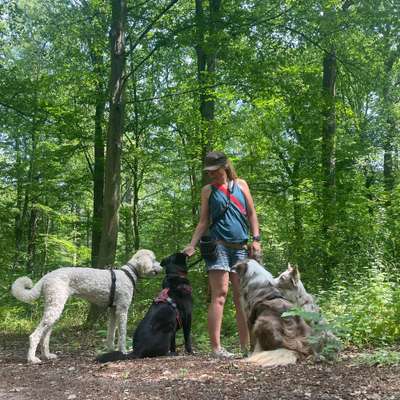 %{de_profession_title}-Dogwalk / Gassiservice-Bild