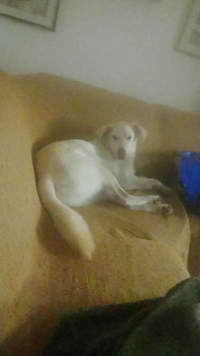 Auslandstierschutz-Beitrag-Bild