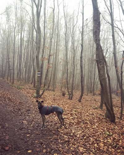 Wald Bild-Beitrag-Bild