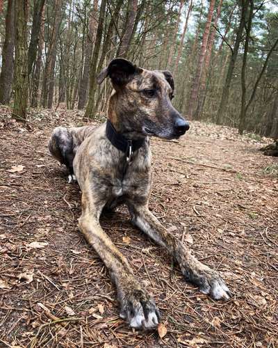 Dogorama Photo Challenge - Tarnung ist alles-Beitrag-Bild