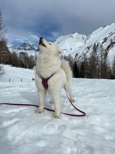 Samojede Besitzer-Beitrag-Bild