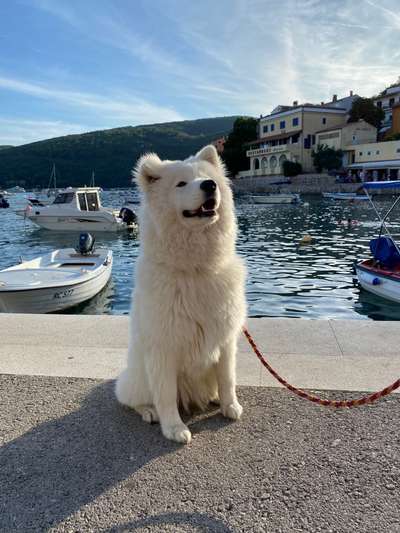 Samojede-Beitrag-Bild