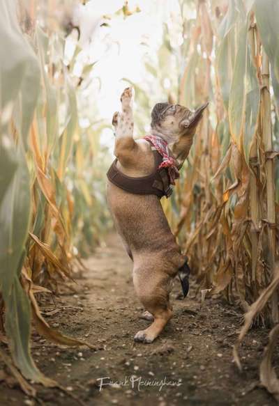 Die Dogorama Kalender Challenge Titelbild-Beitrag-Bild