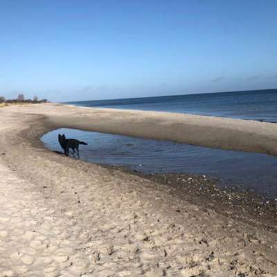 Hundeauslaufgebiet-Hundestrand Pottloch-Bild