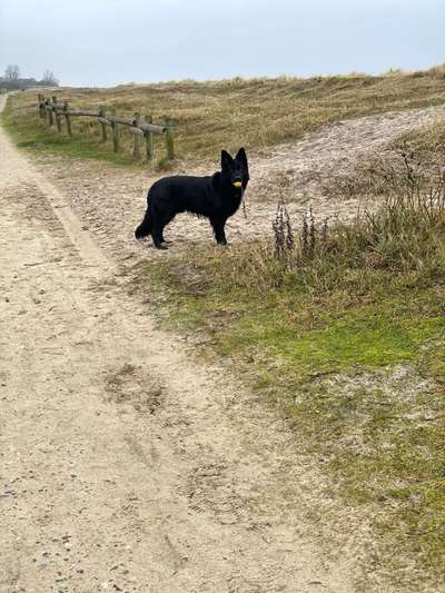 Schäferhund-Fans?-Beitrag-Bild