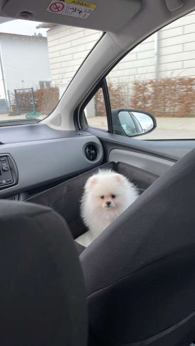 Pomeranian-Beitrag-Bild