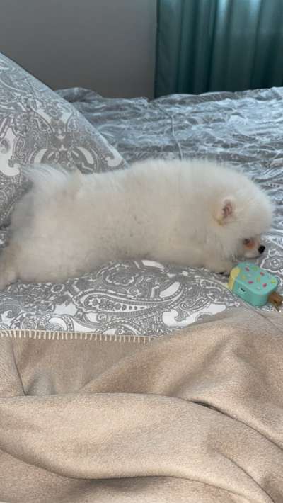 Pomeranian-Beitrag-Bild