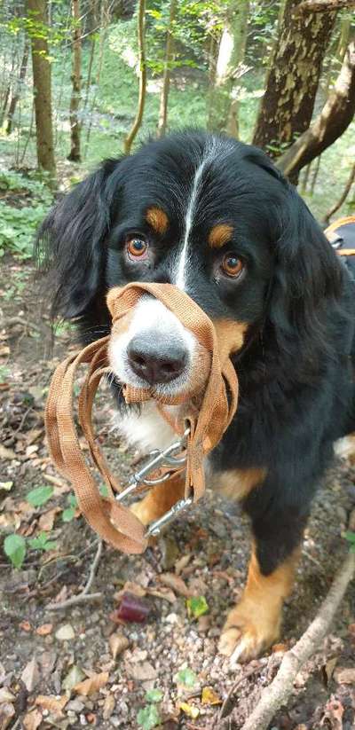 Dogorama Photo Challenge - Portrait-Beitrag-Bild