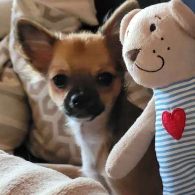 Hundetreffen-Chihuahuas und Kleinhunde Treffen zum  Spielen und Spazieren gehen in Andernach und Umgebung