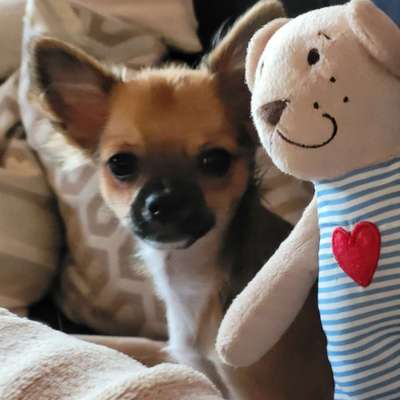 Hundetreffen-Chihuahuas und Kleinhunde Treffen zum  Spielen und Spazieren gehen in Andernach und Umgebung-Profilbild