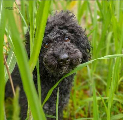 Dein Hund im Dogorama-Kalender 2021-Beitrag-Bild