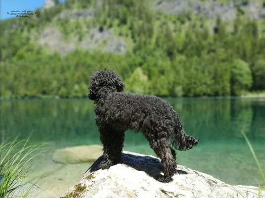 Dein Hund im Dogorama-Kalender 2021-Beitrag-Bild