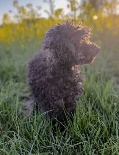 Dein Hund im Dogorama-Kalender 2021-Beitrag-Bild