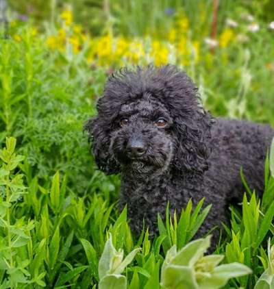 Dein Hund im Dogorama-Kalender 2021-Beitrag-Bild