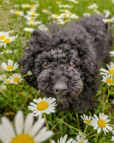 Dein Hund im Dogorama-Kalender 2021-Beitrag-Bild