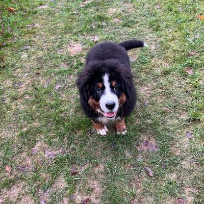 Hundetreffen-Welpentreffen-Bild