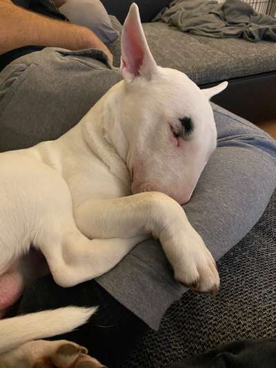 Vertrauen zwischen Hund und Halter-Beitrag-Bild