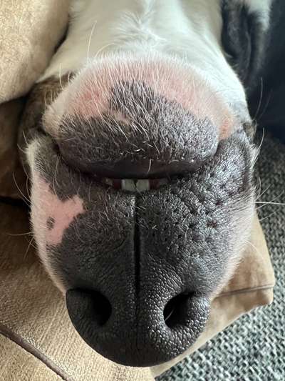 Zeigt her eure Hundenasen-Beitrag-Bild