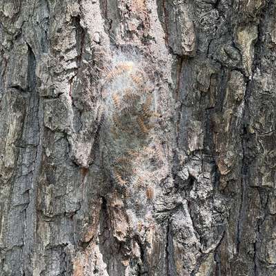 Giftköder-Eichenprozessionsspinner-Nest-Bild