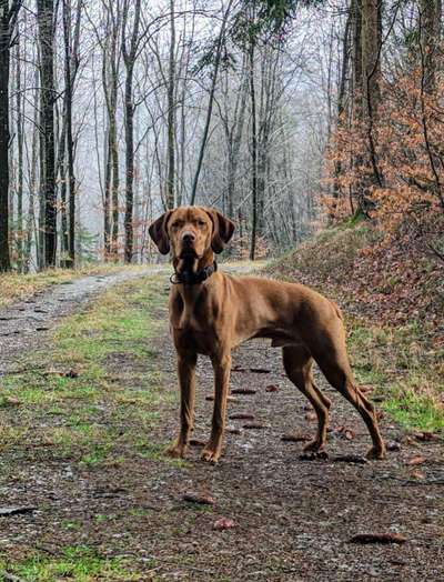 Foto -Challenge  Thema : Dein Hund Im Wald-Beitrag-Bild