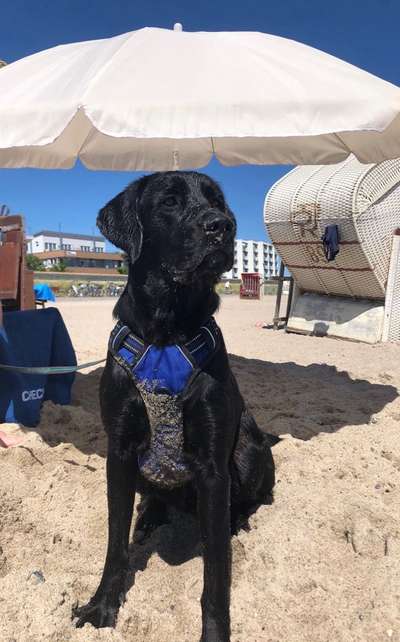 Labradorfans-Beitrag-Bild