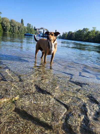 Hundetreffen-Gemeinsame Gassirunden in Landshut-Bild