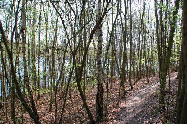 Hundeauslaufgebiet-Kloster Burbach - Naturschutzgebiet Hürther Waldsee-Bild